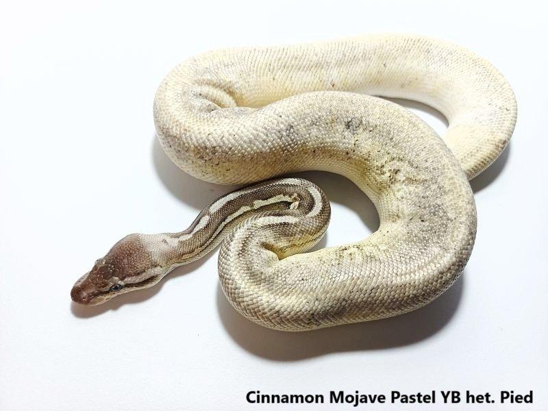Python regius