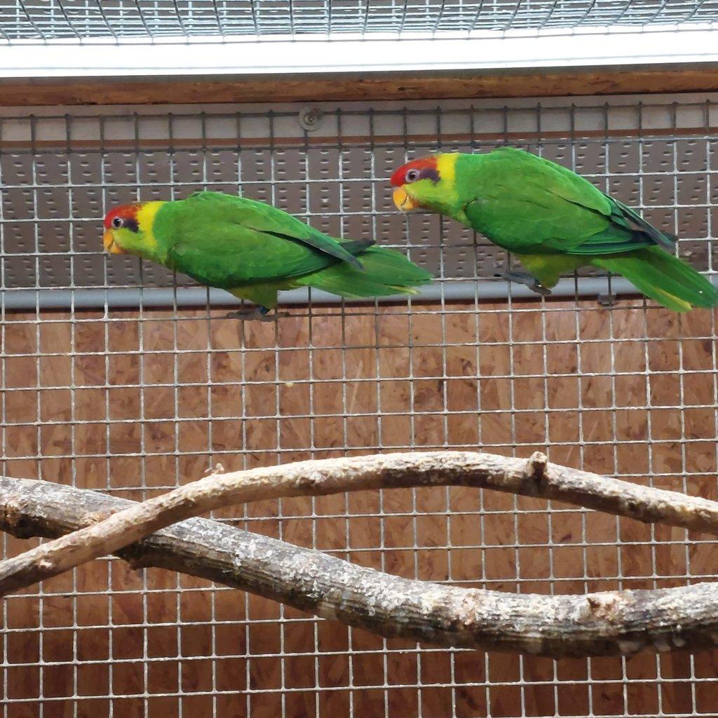 Lori timorsky iris 1.1 prodam