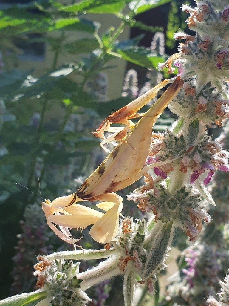 Prodám orchidejové kudlanky
