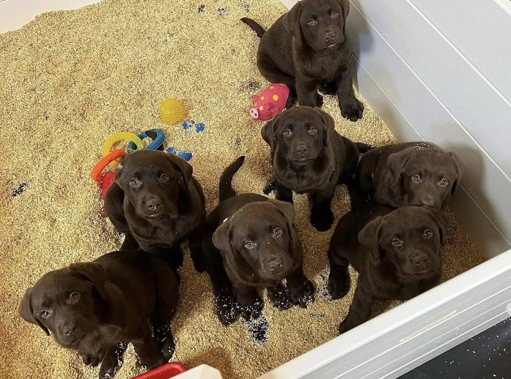 K dispozici labradorský retrívr