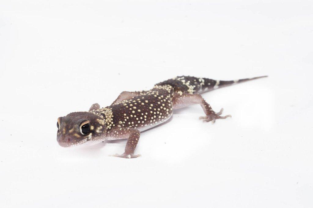 Výprodejová akce mláďat – Underwoodisaurus milii – Pagekon miliův