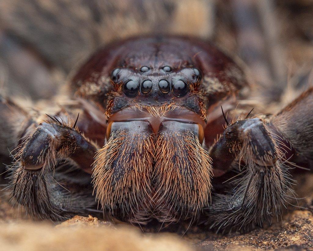 Peucetia lucasi, Heteropoda lunula a Corydidarum magnifica