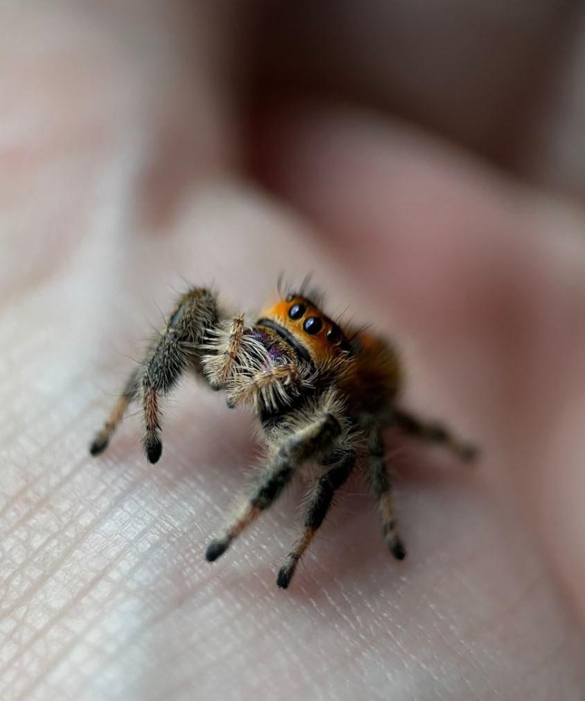 Skákavka královská "Everglades" určené kusy