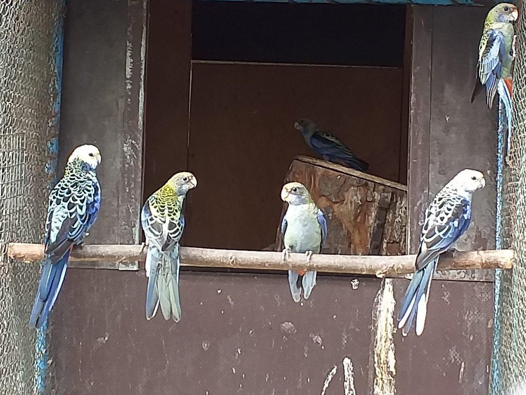 Rosela žlutohlavá severní (Blauwangenrosella )  kr. 25