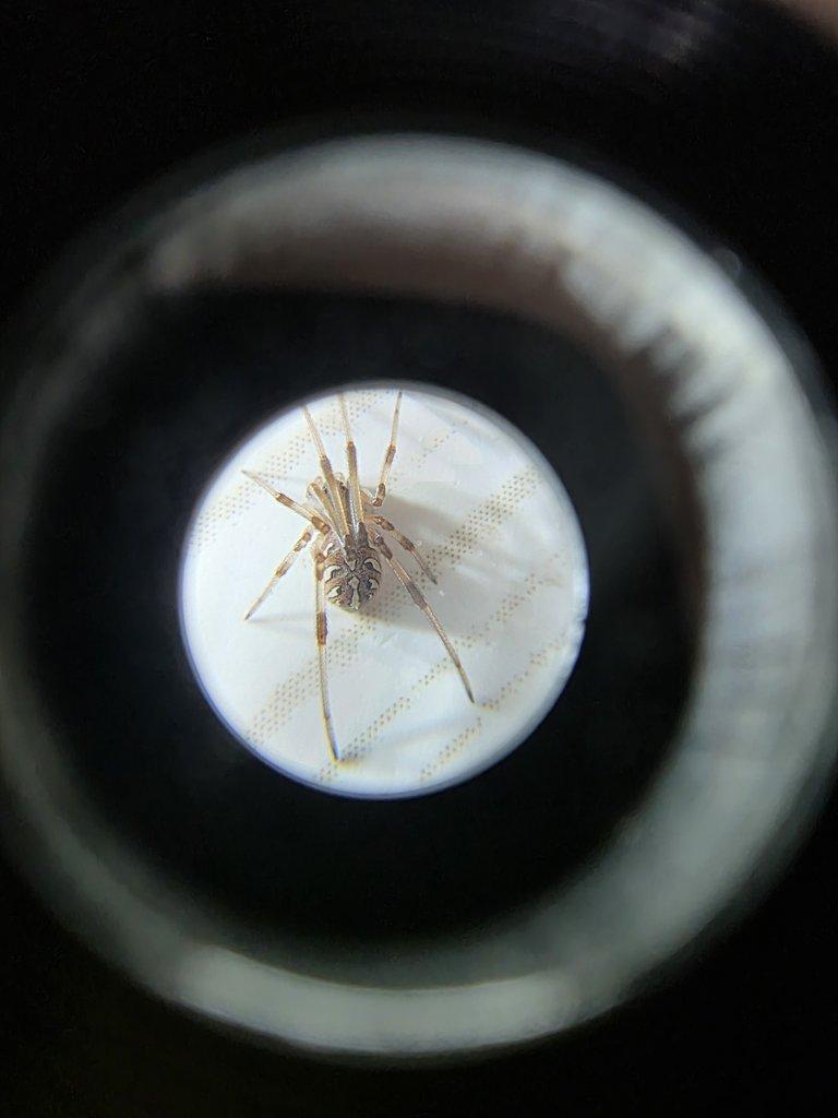 Černé vdovy-Latrodectus obscurior