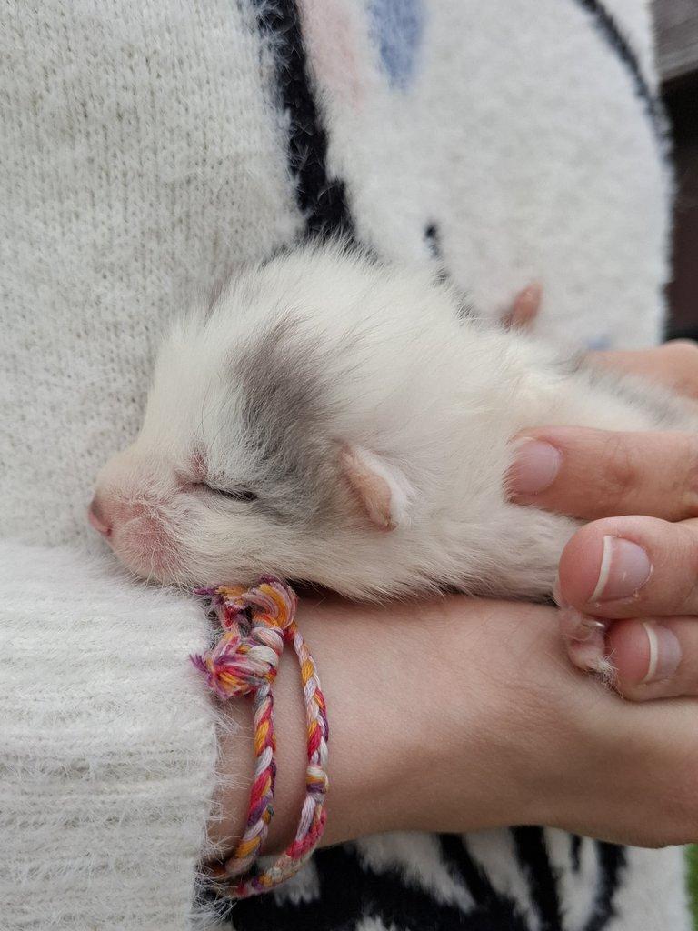 Domácí liška, mramorovaná liška z farmy, Mramorová liška - samec