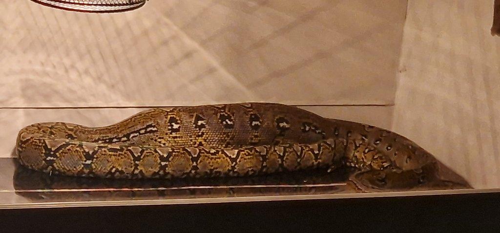 1,0 Marble het.moca /white albino