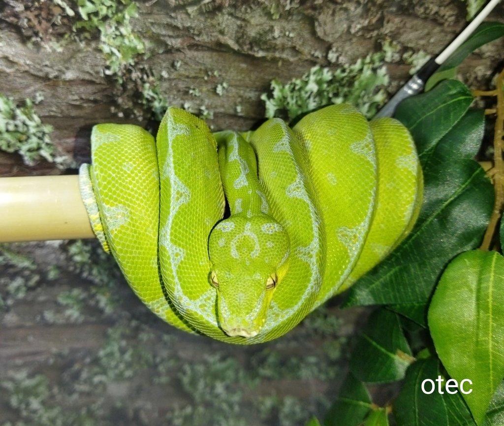 Morelia viridis Lereh