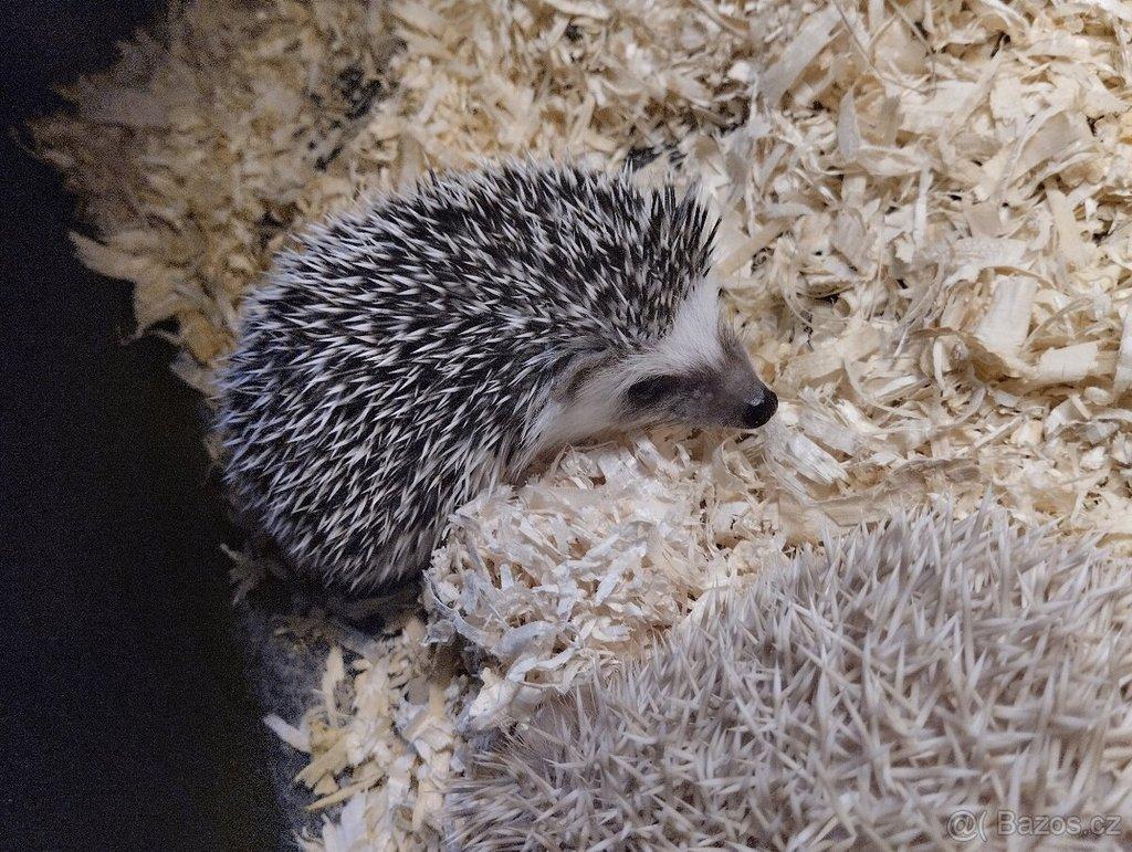 Ježek bělobřichý