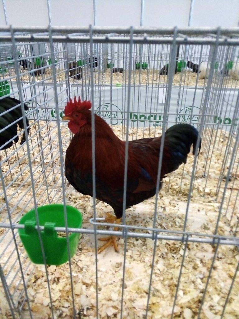 VELSUMKA ZDROBNĚLÁ REZAVĚ KOROPTVÍ  NV