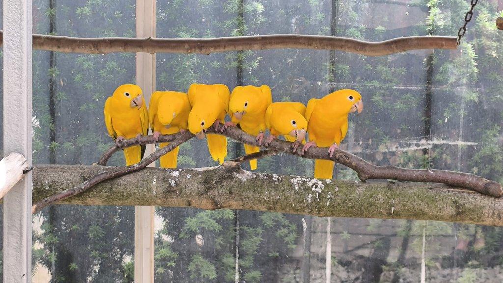 Guaruba guarouba,golden conure,aratinga žltá.