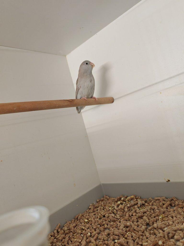 Papoušíček Šedokřídlý