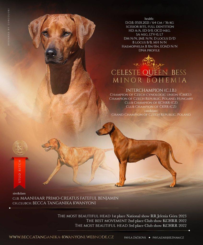 Rhodéský ridgeback - štěňátka s PP
