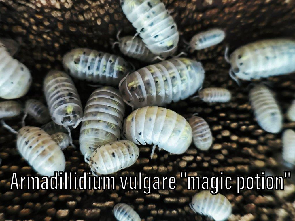 Isopody, mnohonožky, chvostoskoci ŽE 6.9., posílám