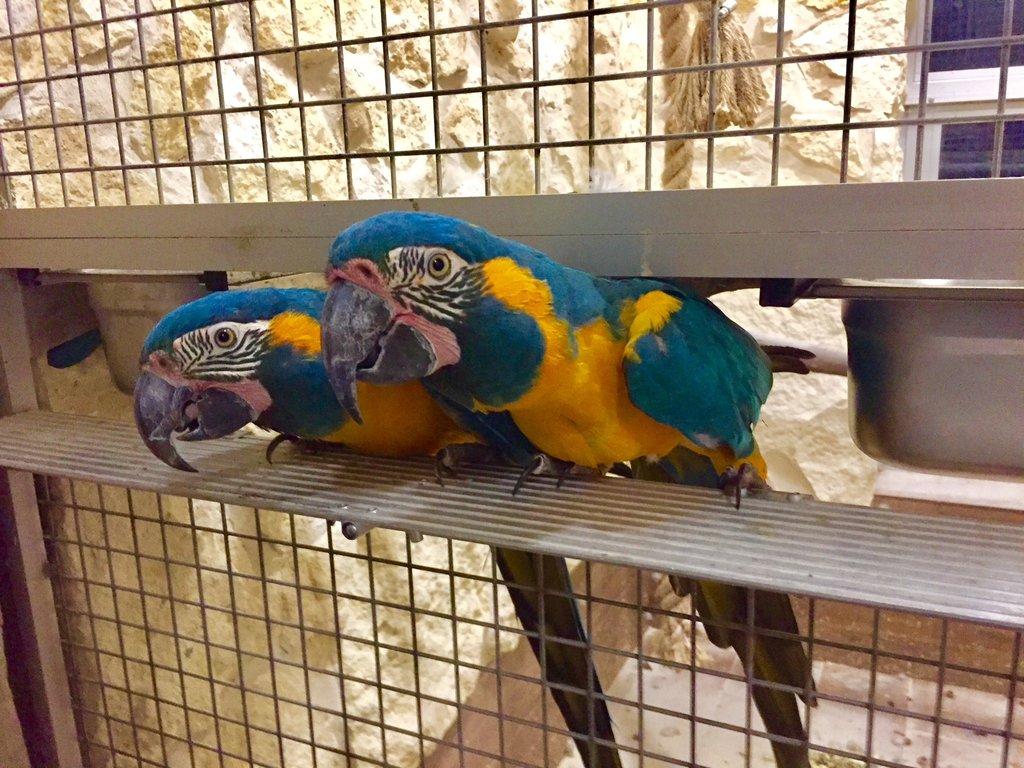 2.3 Ara kaninda glaucogularis