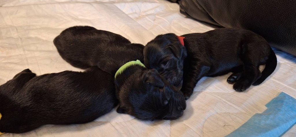Flat Coated Retriever - štěňátka s PP + možnost výcvikových a socializačních lekcí zdarma