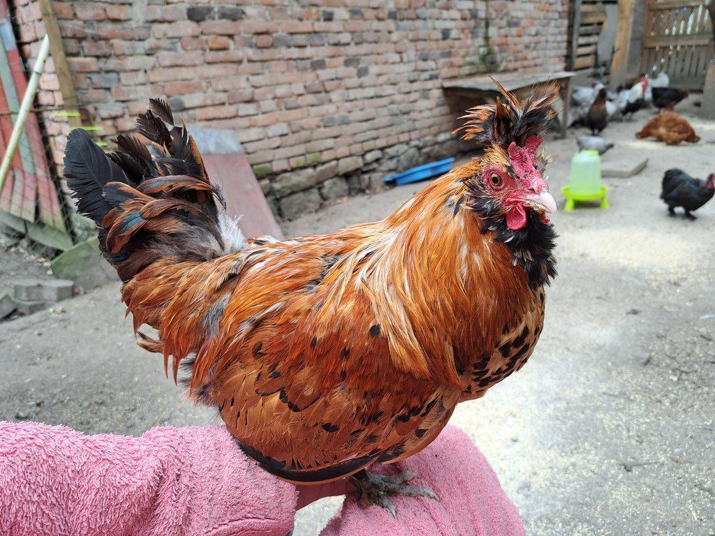 Kohout Pavlovka - Pavlovská slepice