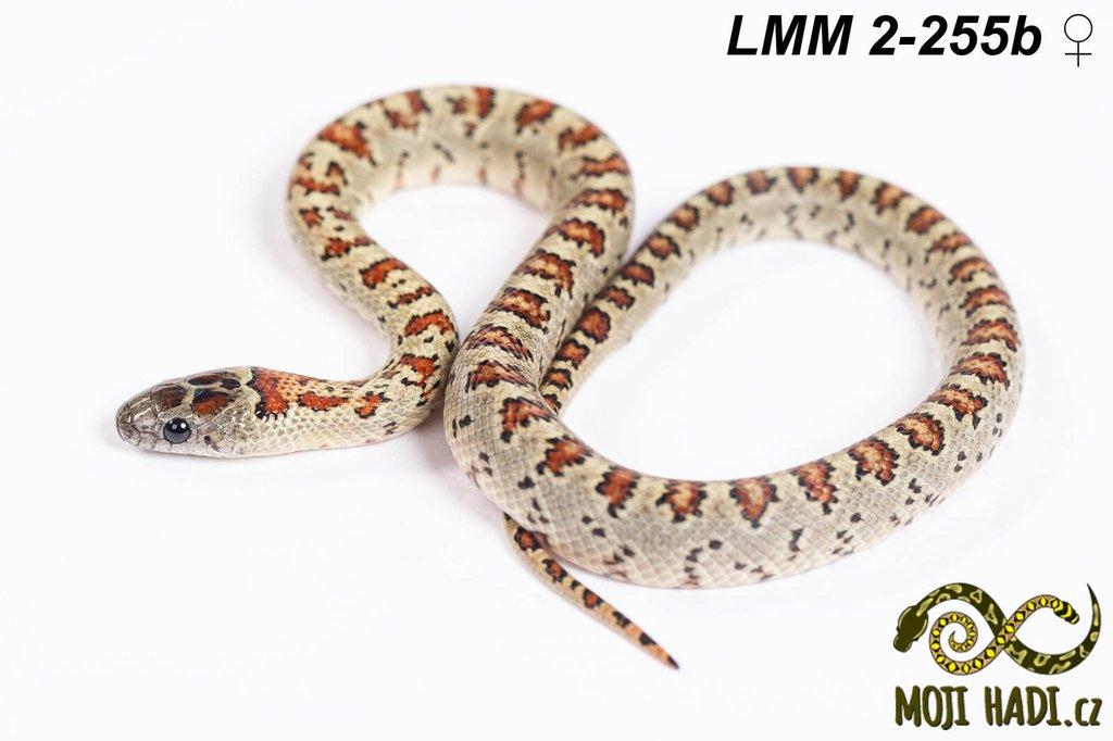 Lampropeltis mexicana mexicana - Korálovka mexická 2024