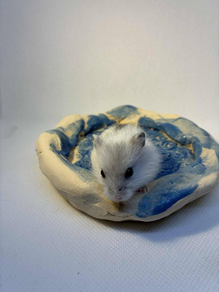 Křečík džungarský – mláďata s PP | CHS Roklinka