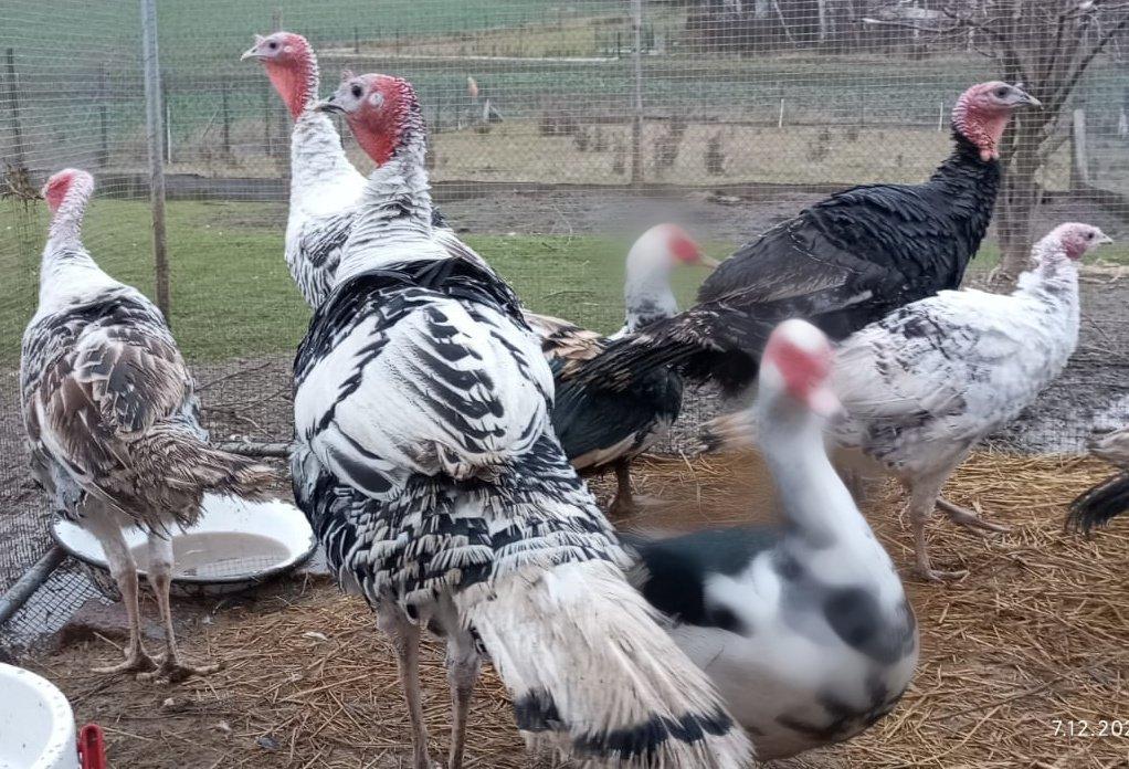 Prodej letošních KRŮT 🦃🦃