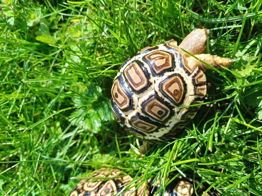 Mláďata želvy pardálí