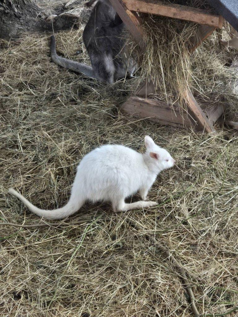 Klokan benettuv albin