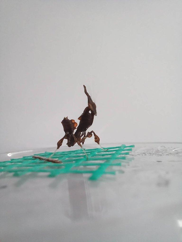 Phyllocrania Paradoxa