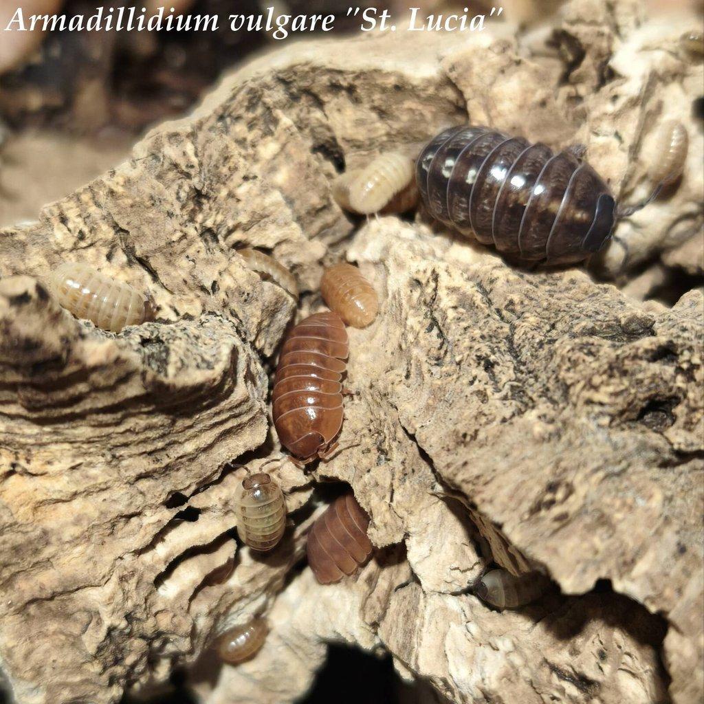 ISOPODY·STÍNKY·CHVOSTOSKOCI - POSÍLÁM / Fauna trhy Ostrava 26.4.