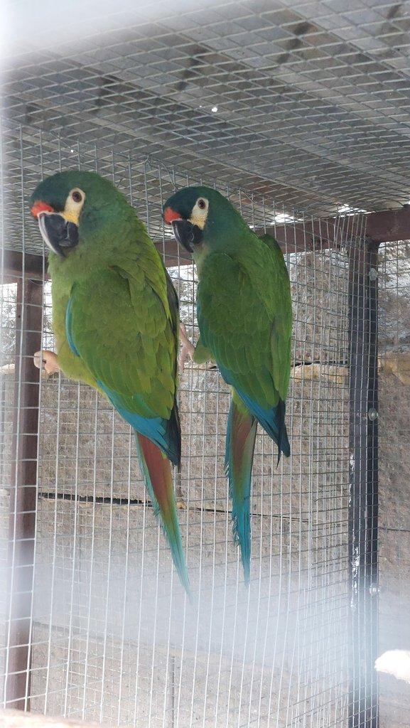 prodej páry Ara Marakána