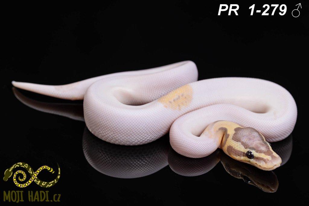 Python regius - Krajta královská