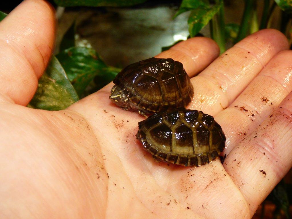 Klapavka obecná (Sternotherus odoratus)