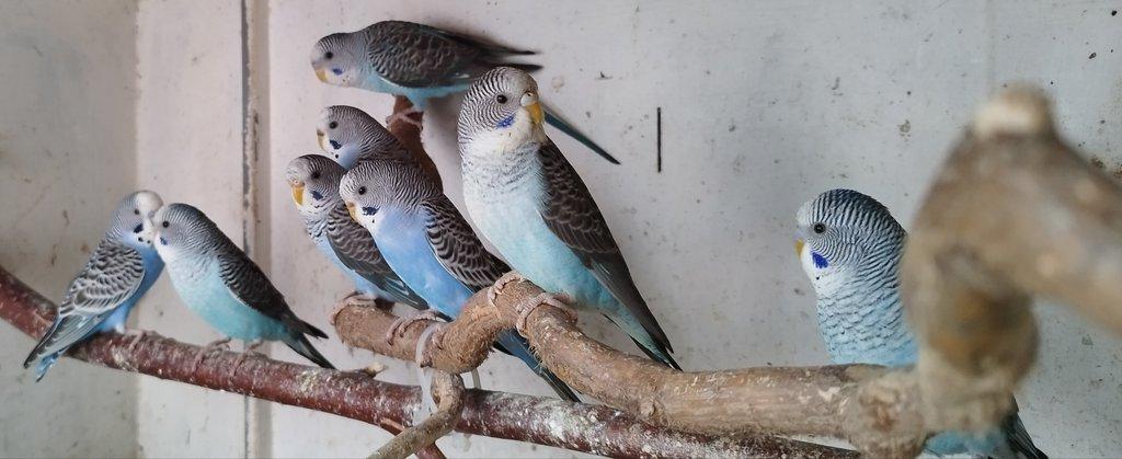 Andulky BLACKWING 2025