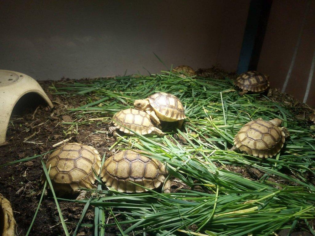 Želva ostruhatá (Centrochelys sulcata)