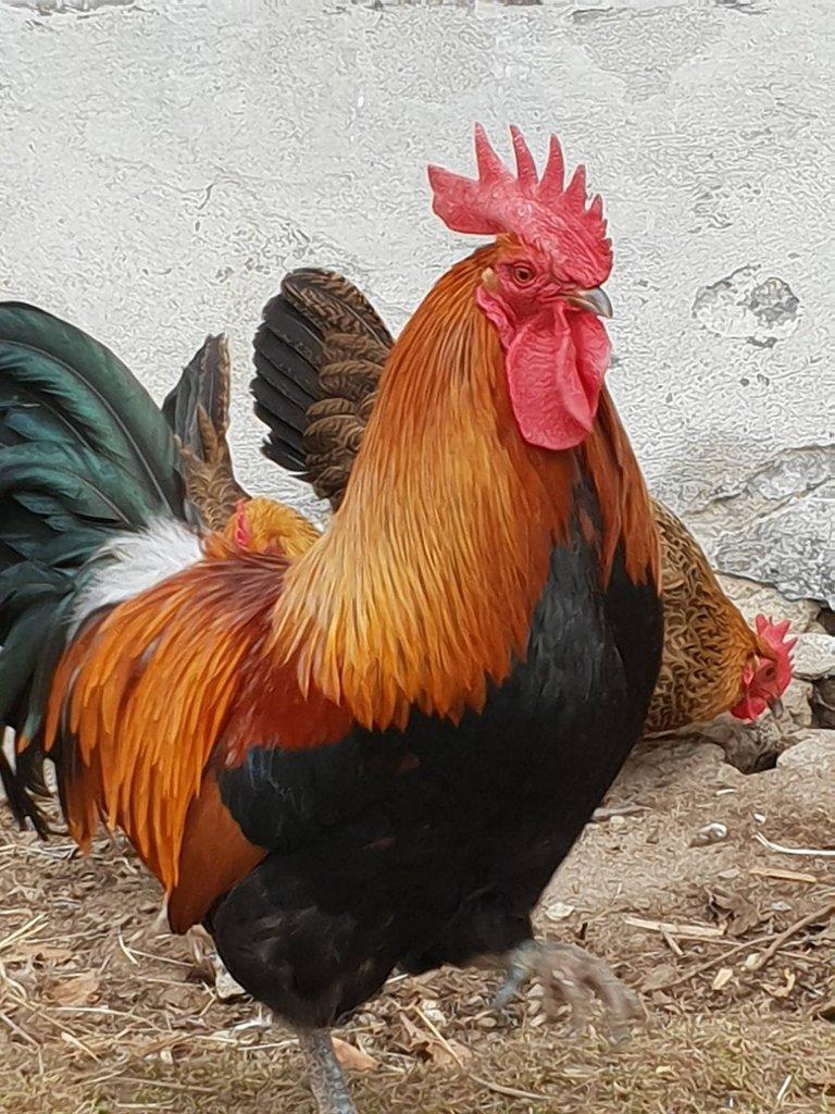 Česká zlatá kropenka násadová vejce a kuřata