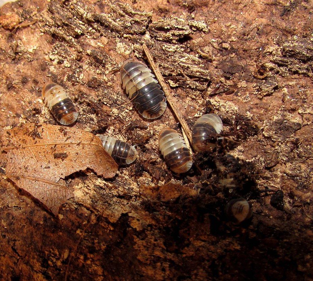 Isopody do terárií i hobby,chvostoskoci bílí i barevní - Živá exotika 7.3.,stůl J05