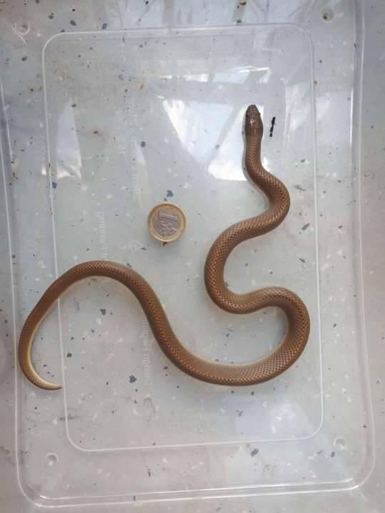 Lamprophis aurora