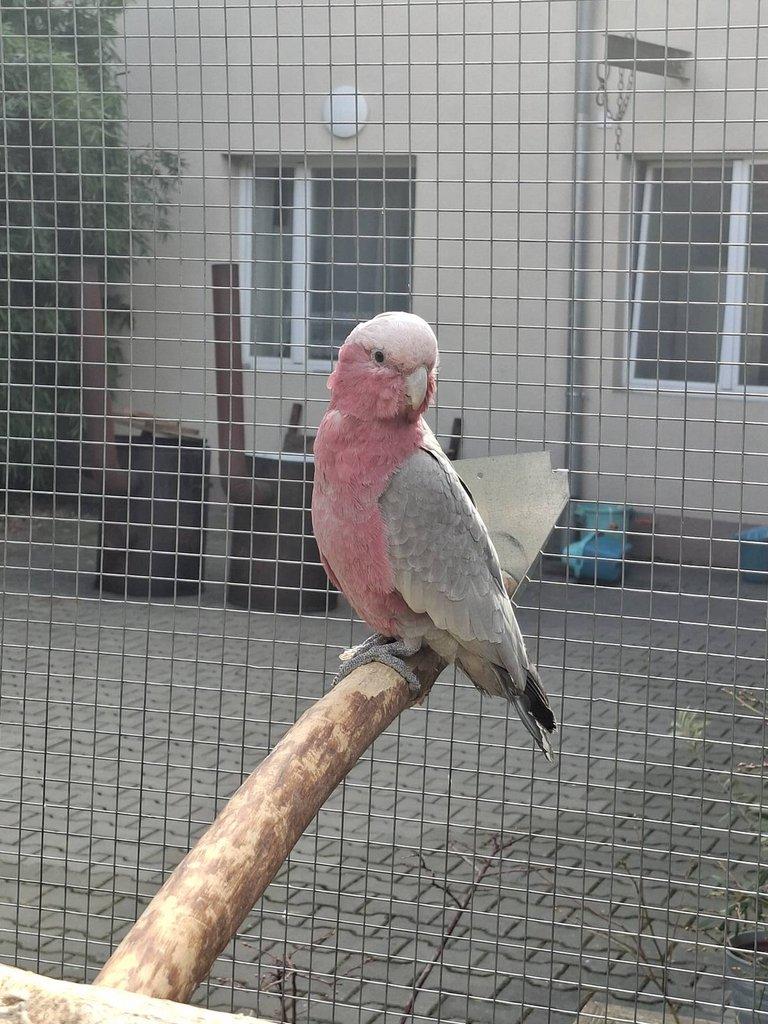 Kakadu ruzovy štépak