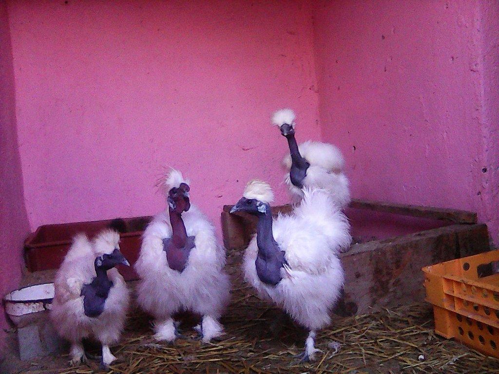 hedvábnička bílá holokrká