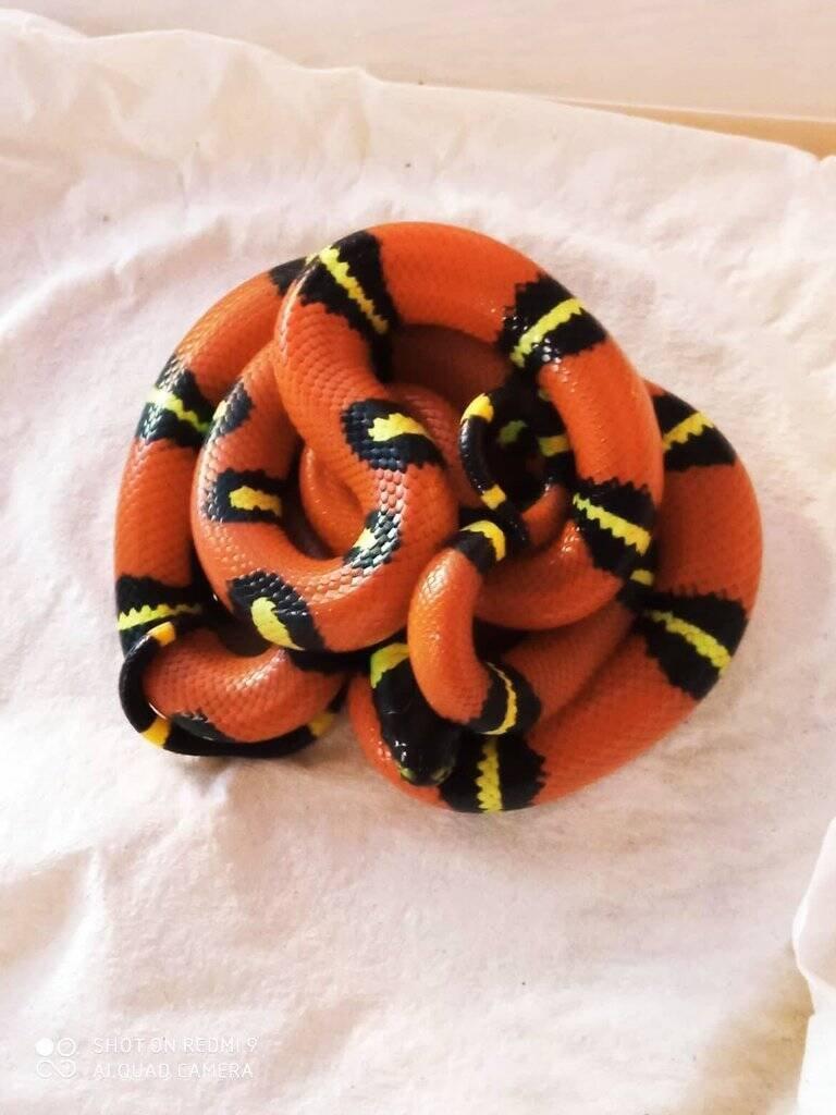 Korálovka sedlatá - Lampropeltis triangulum sinaloe NZ 08/2024