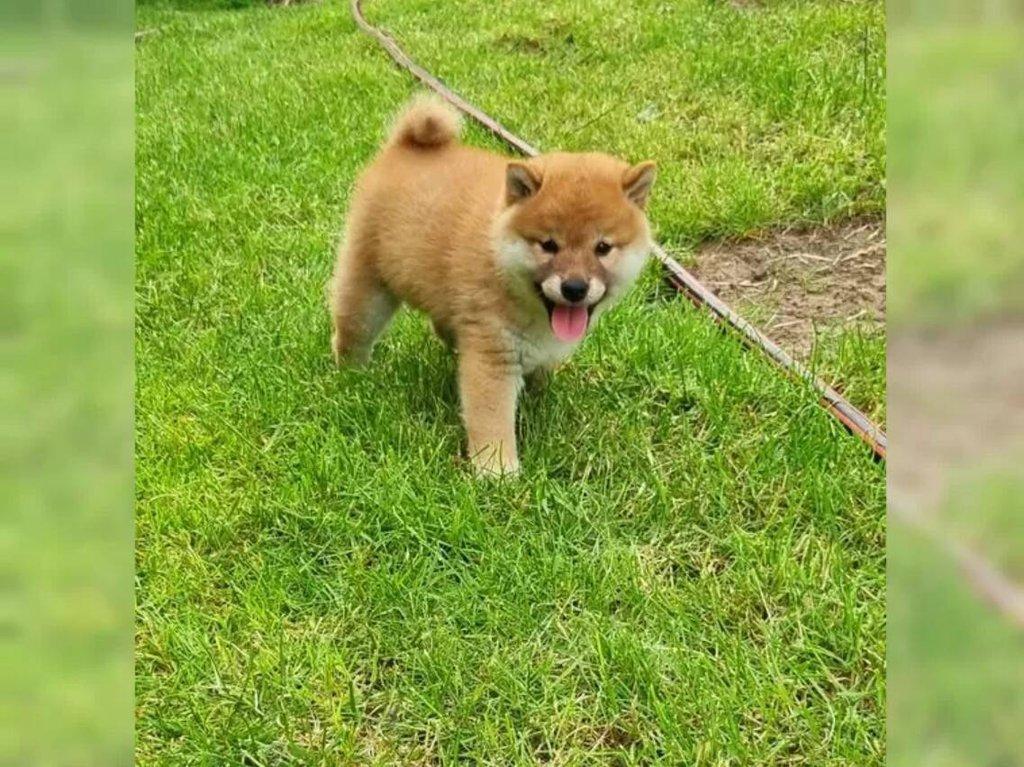 Shiba Inu s PP - Štěně