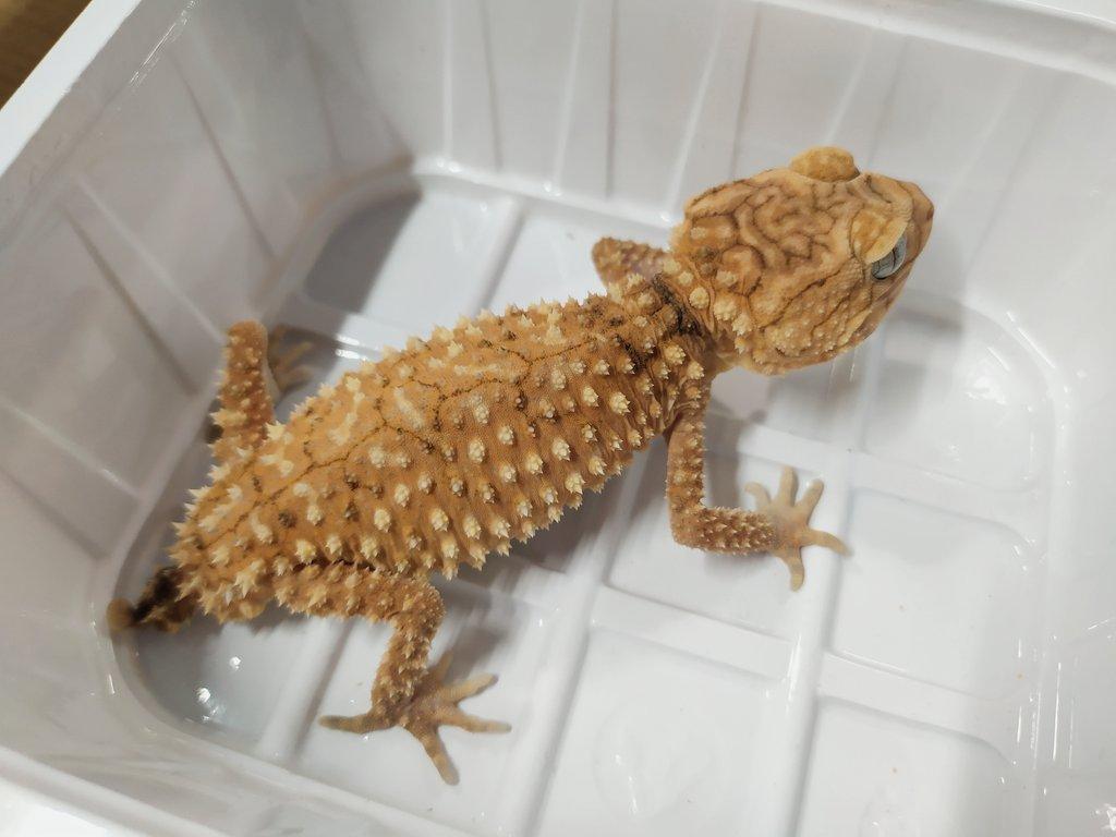 Nephrurus amyae
