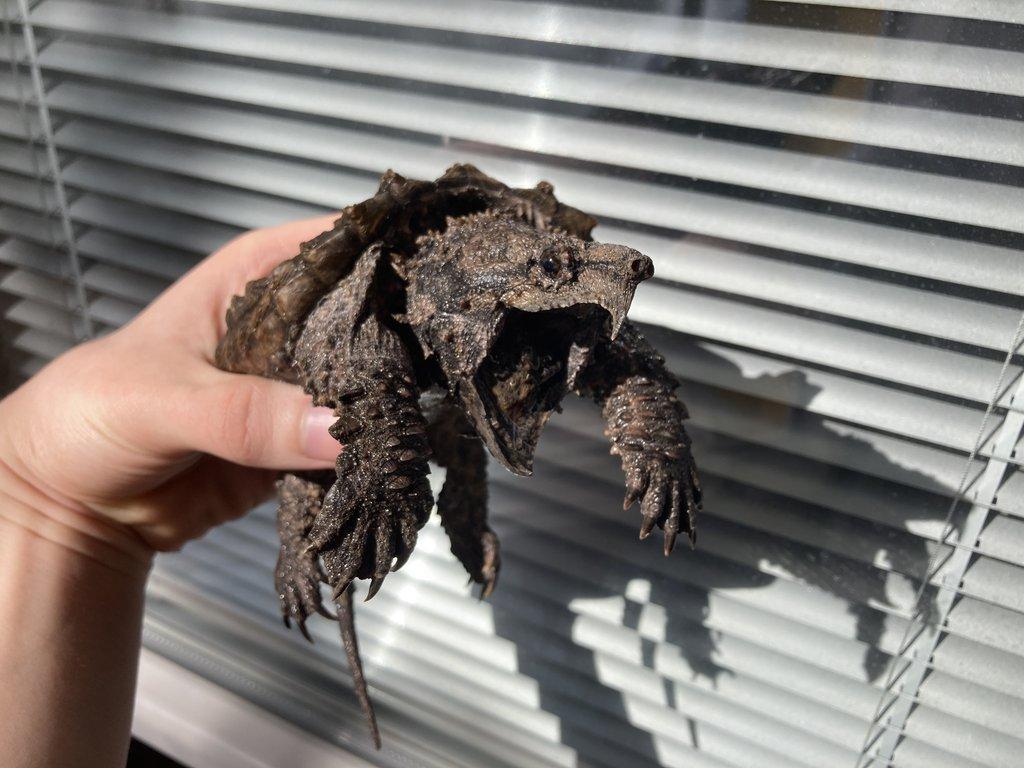 2 kajmanky supí 10cm a 25cm
