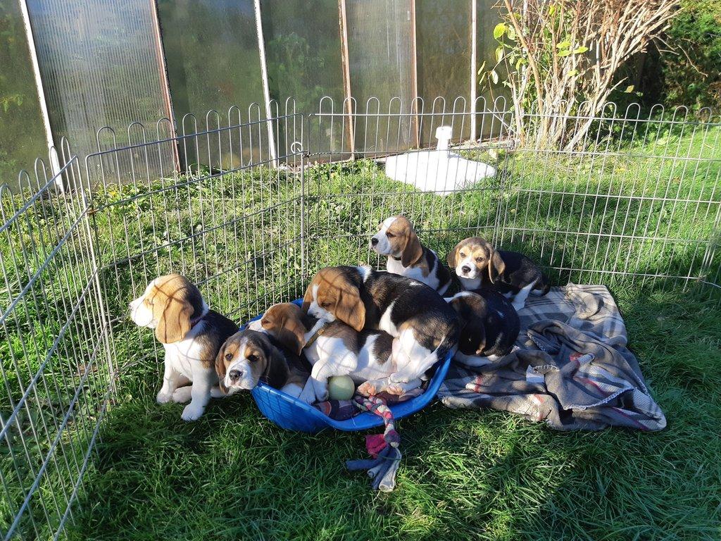 Štěňata Bígl (též beagle) s PP trikolóra