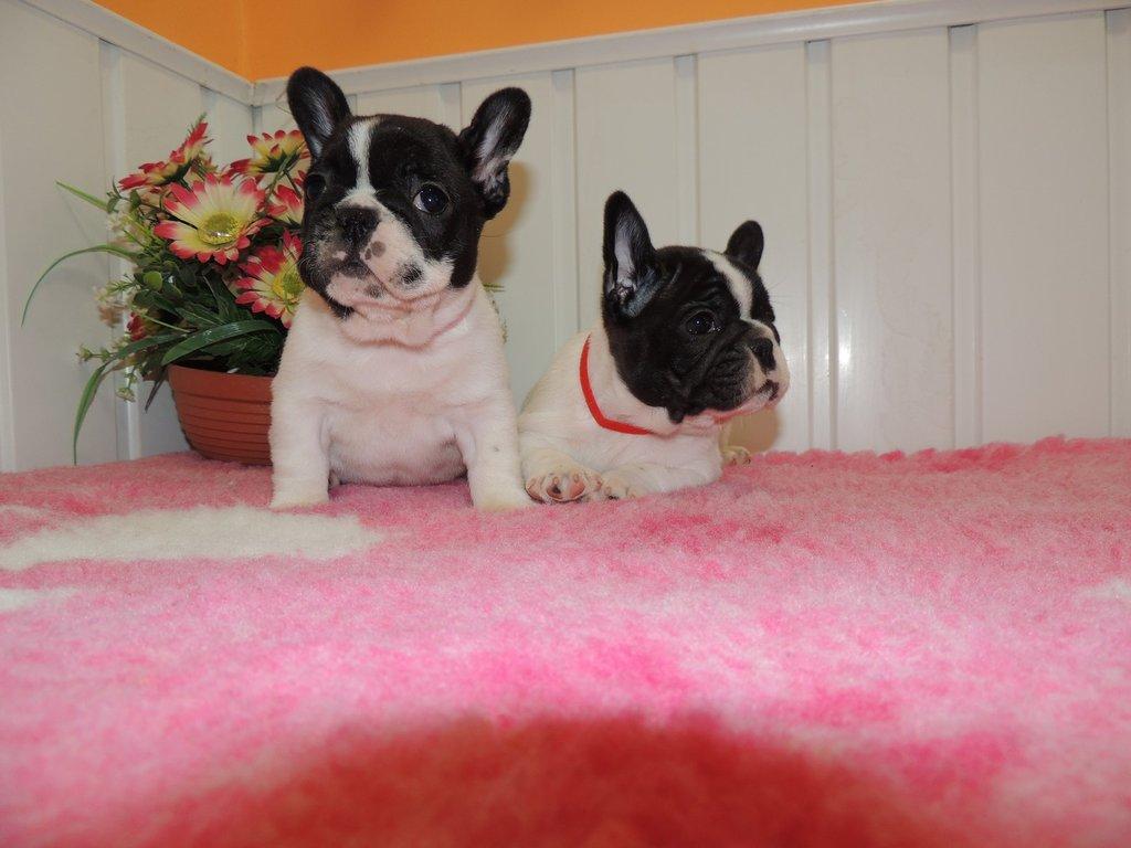 Francouzský buldoček s PP.