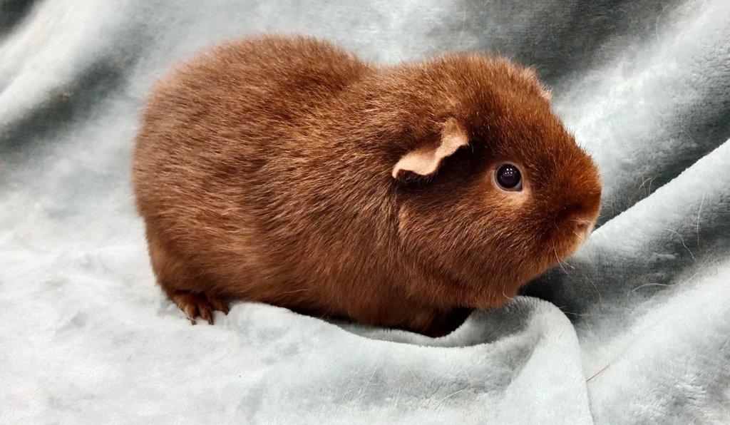 Morče US Teddy na prodej