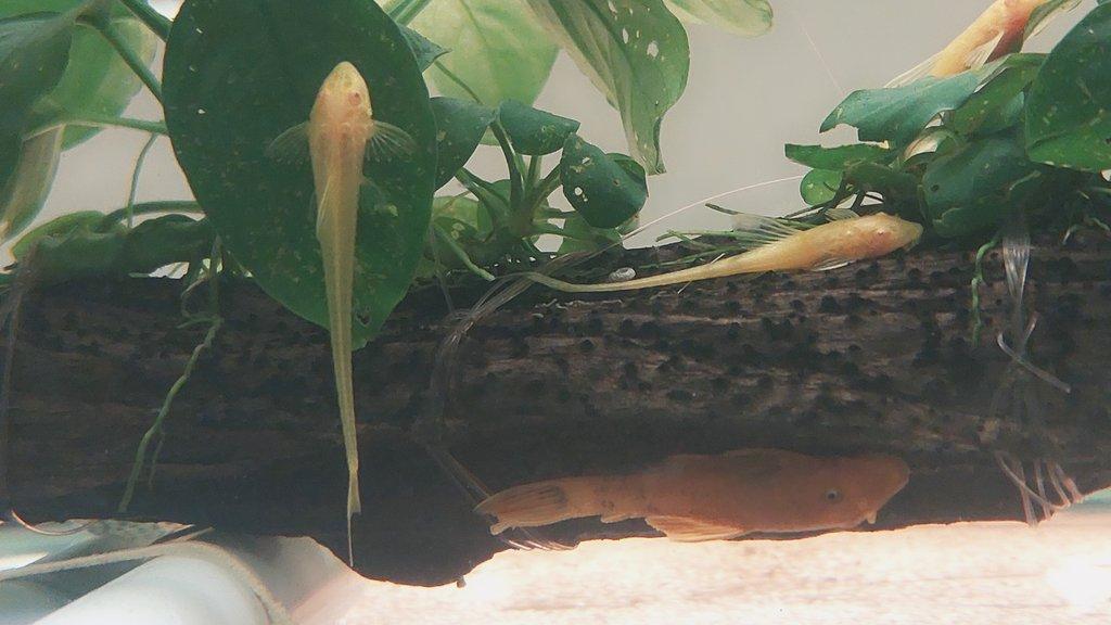 Loricaria parva albino