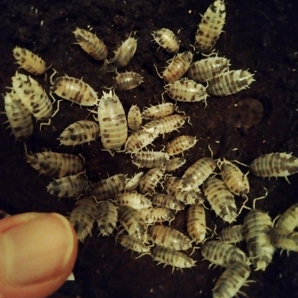 Porcellio Laevis "Dairy Cow" 40 ks