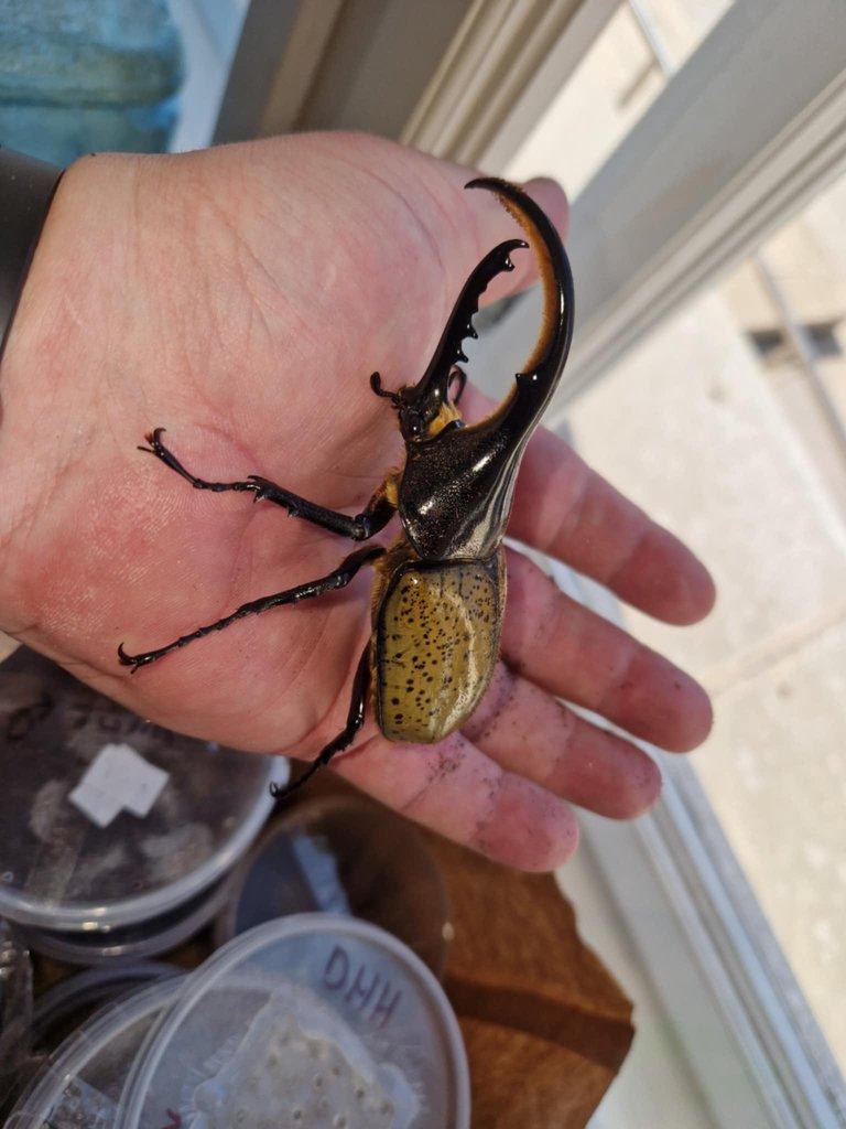 Dynastes hercules lichyi