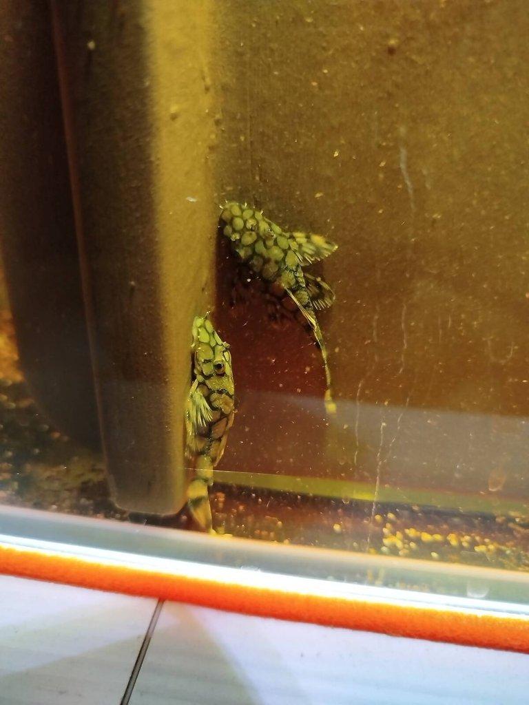 L519 ancistrus kiefneri2 Rio itenez