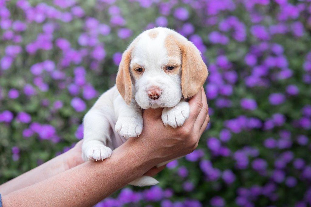 Beagle s PP